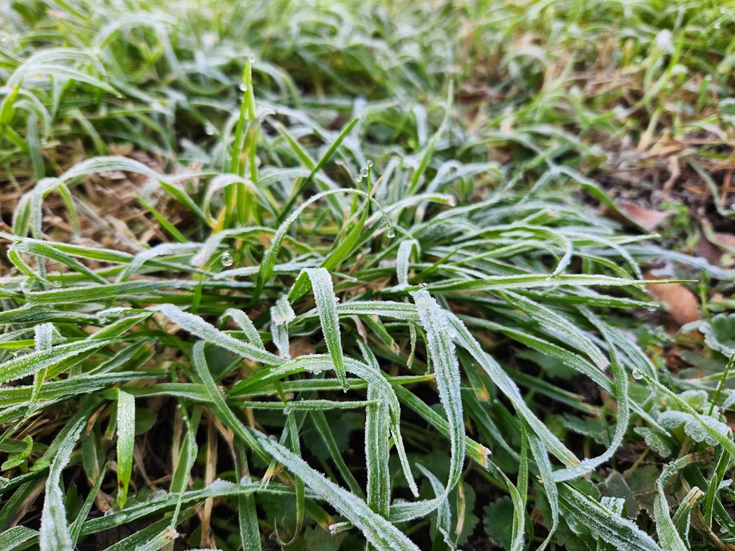 Alerta en el campo: INIA advierte graves efectos de heladas extremas en Chillán