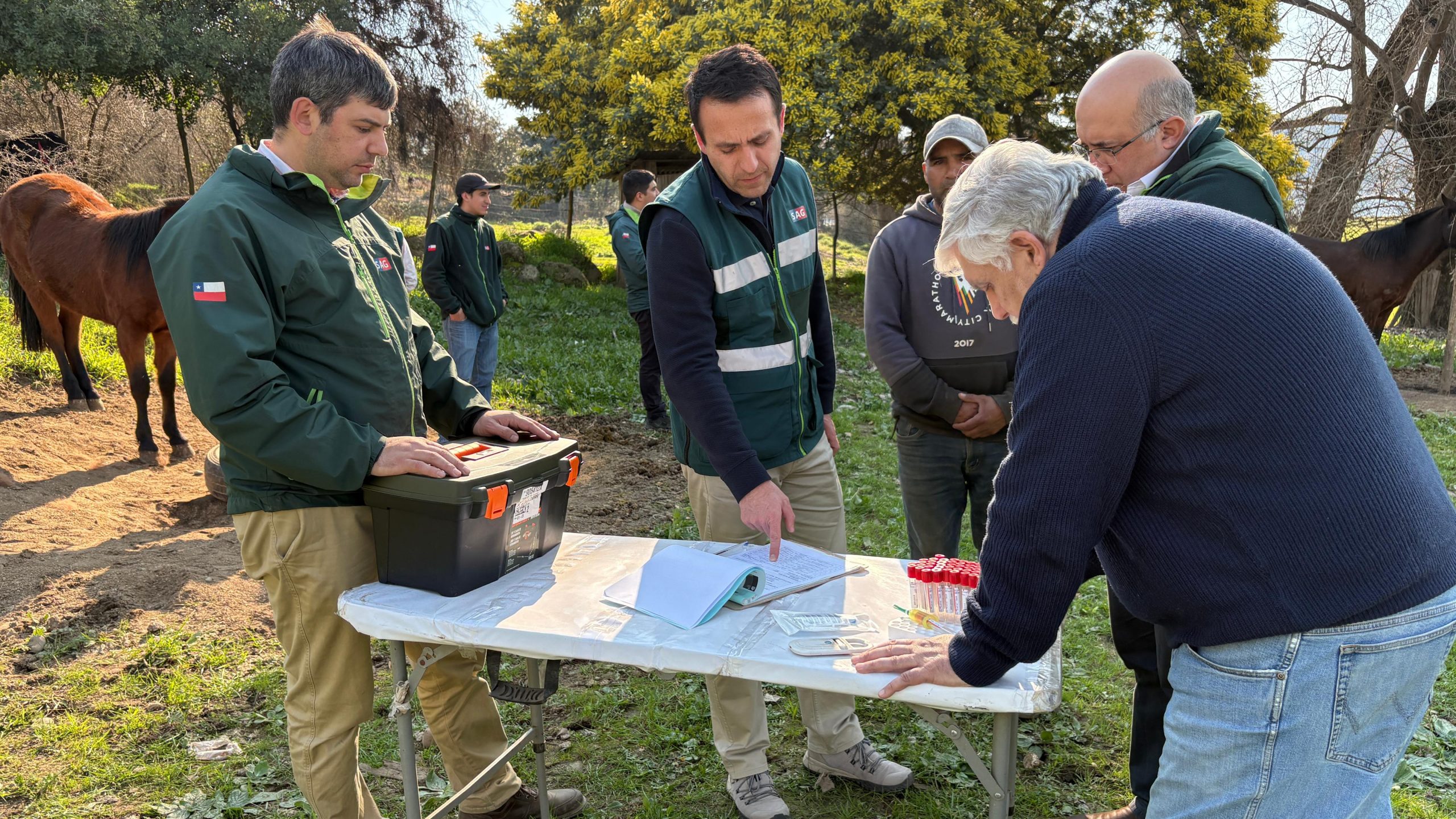 El virus silencioso que amenaza a los caballos en Ñuble: más de 1.100 animales revisados