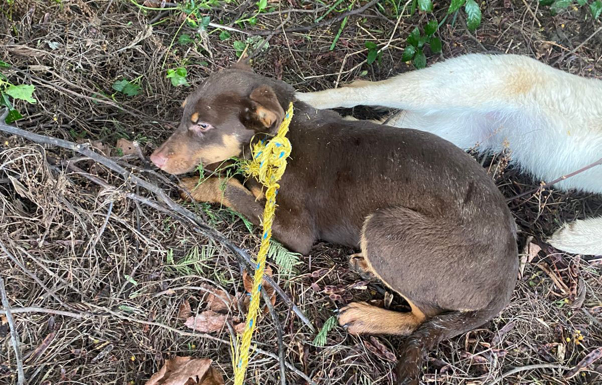 Brutal caso de maltrato animal en Coihueco: perrito murió amarrado a un árbol