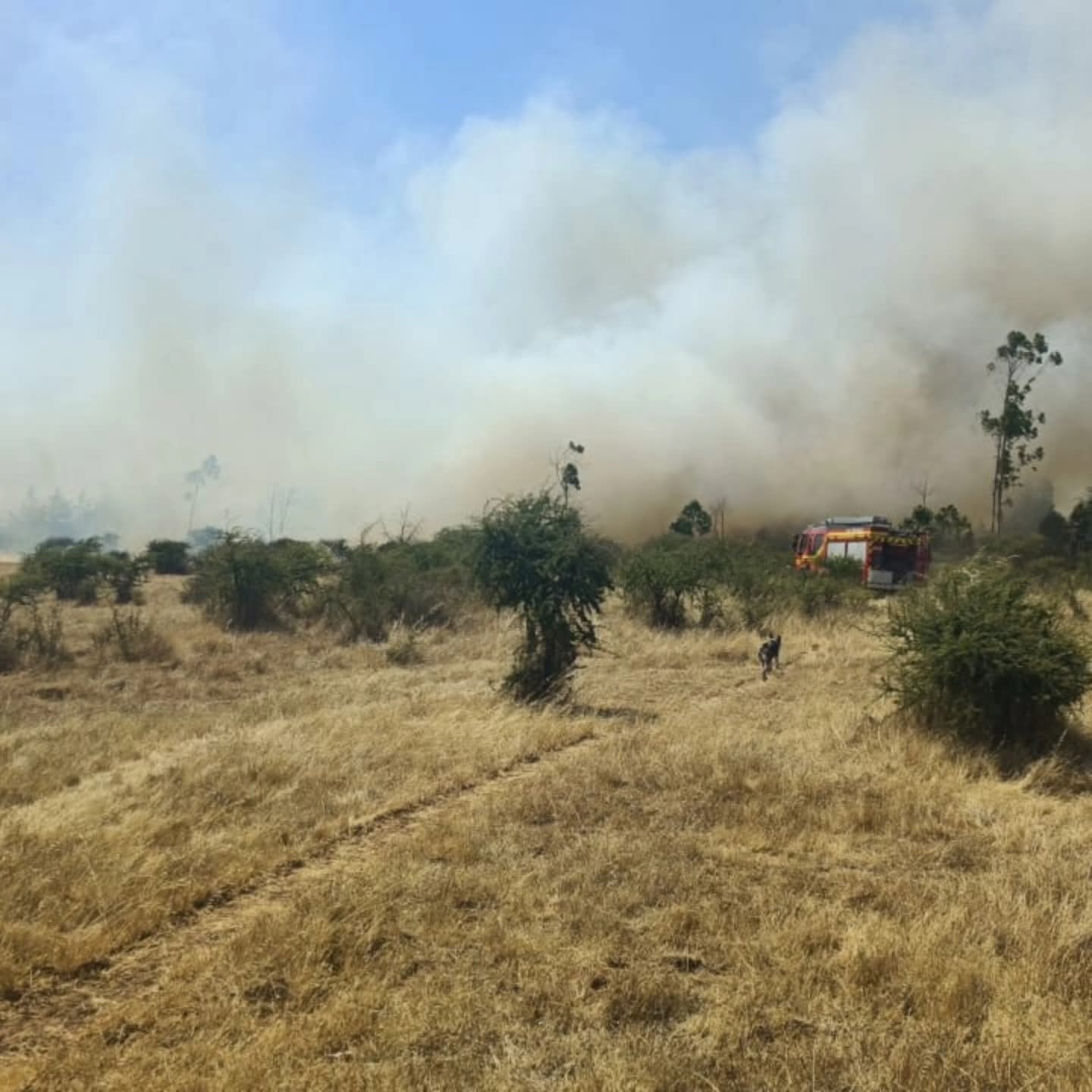 Declaran Alerta Roja en San Nicolás por incendio forestal activo en sector El Manzano