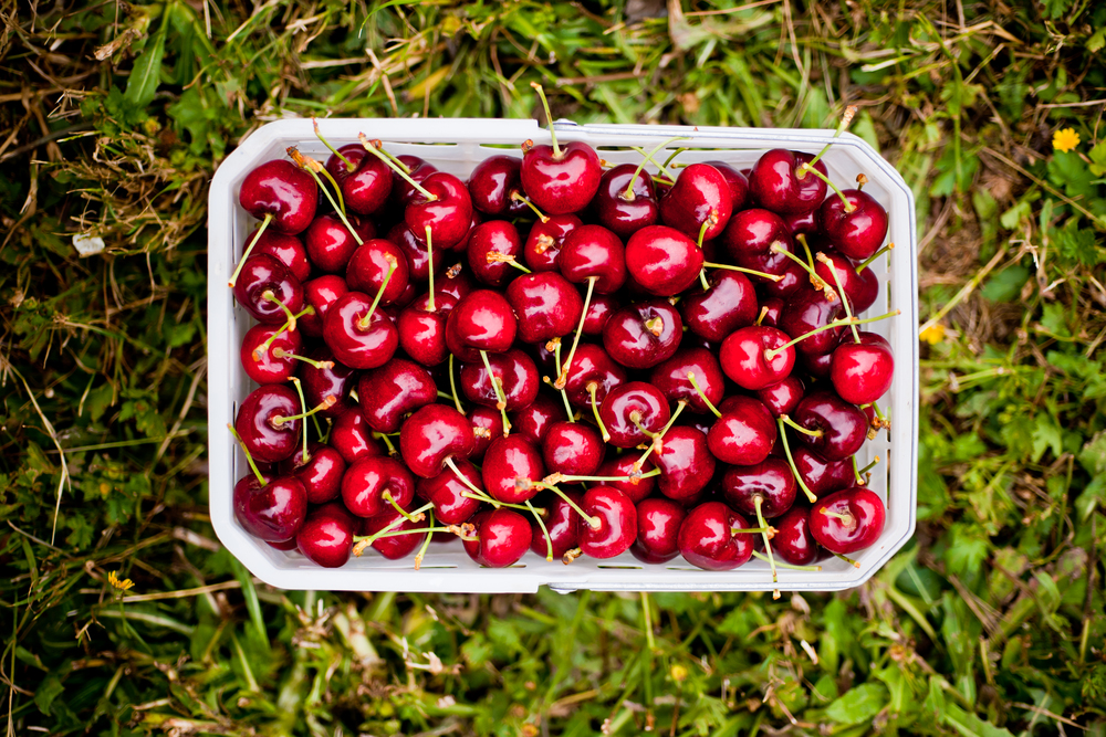 Cerezas chilenas no logran el “boom” esperado en Año Nuevo chino