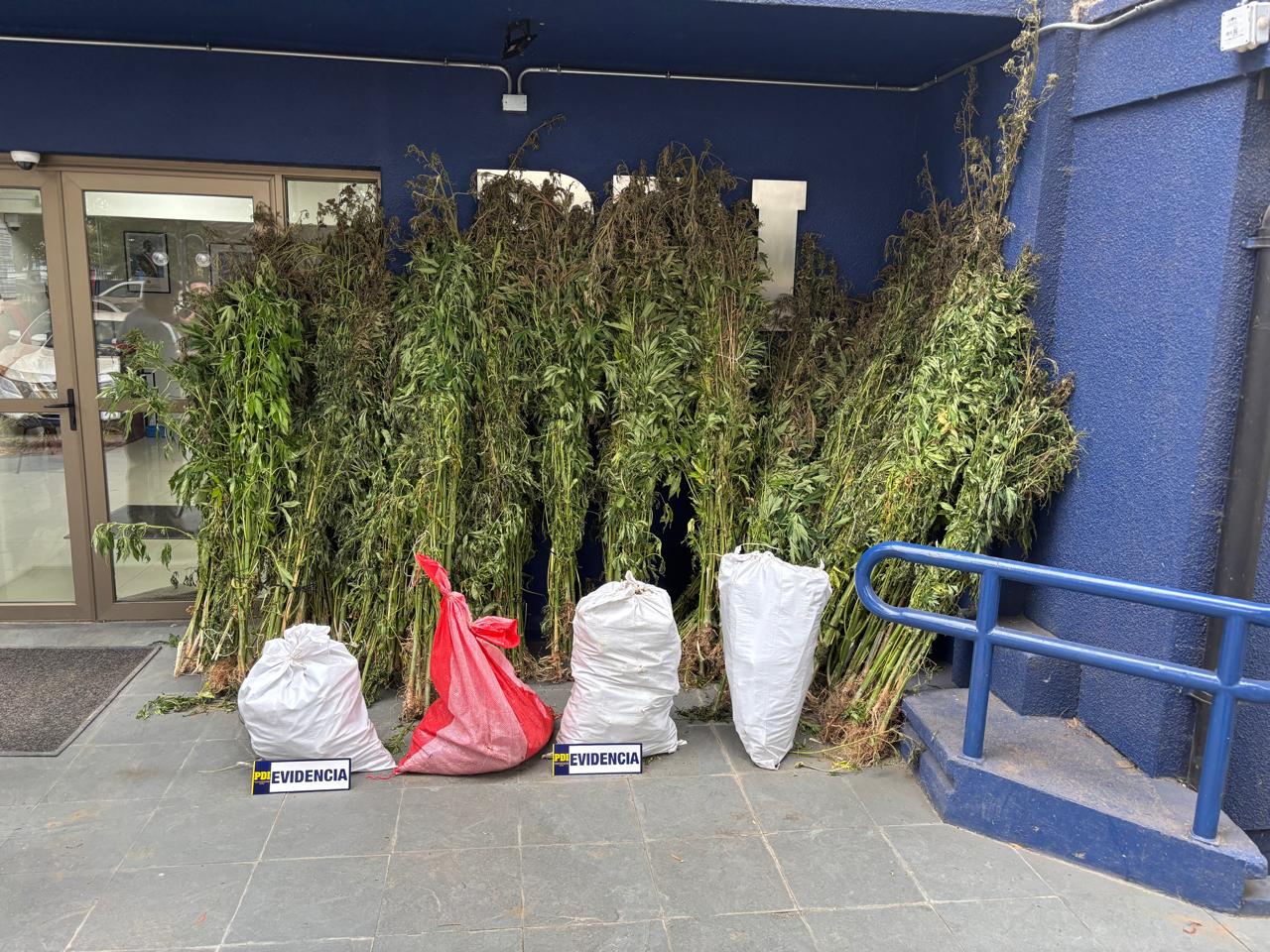Descubren masivo cultivo ilegal de cannabis en predio forestal de Cobquecura