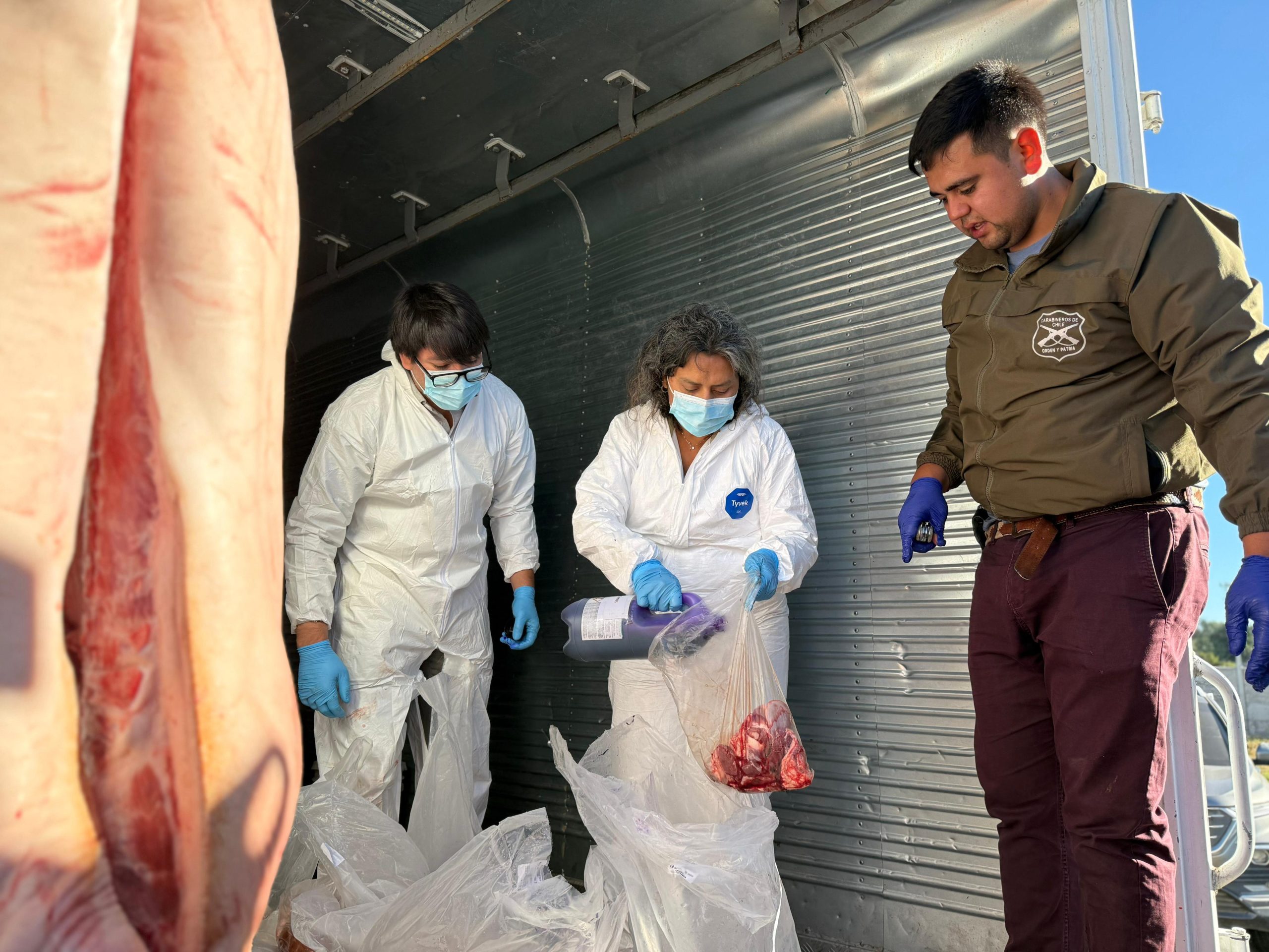 Golpe en Ñuble: frenan distribución de carne con timbres falsificados