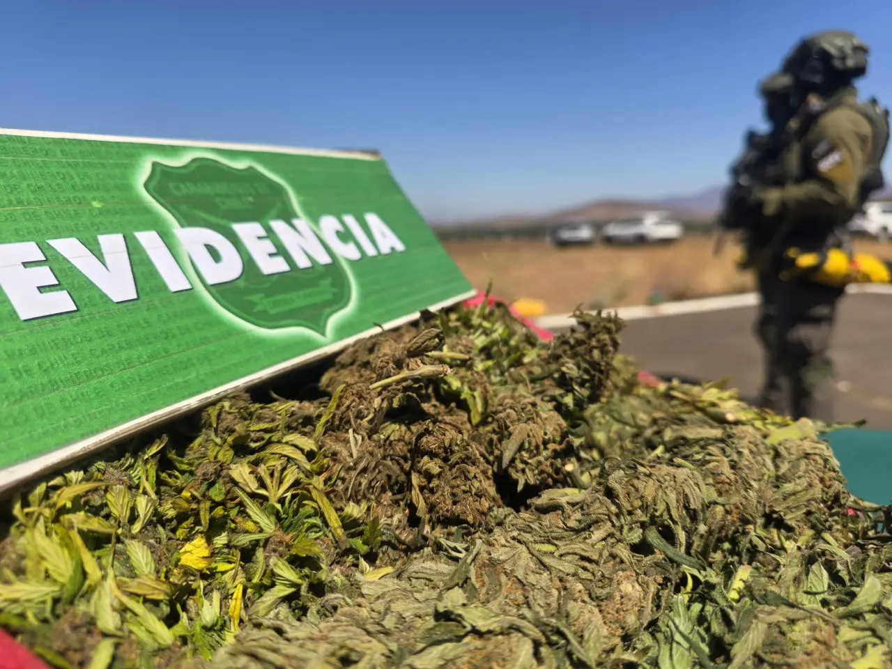 Histórico golpe al narco en Ñuble: incautan más de 13 mil plantas de marihuana