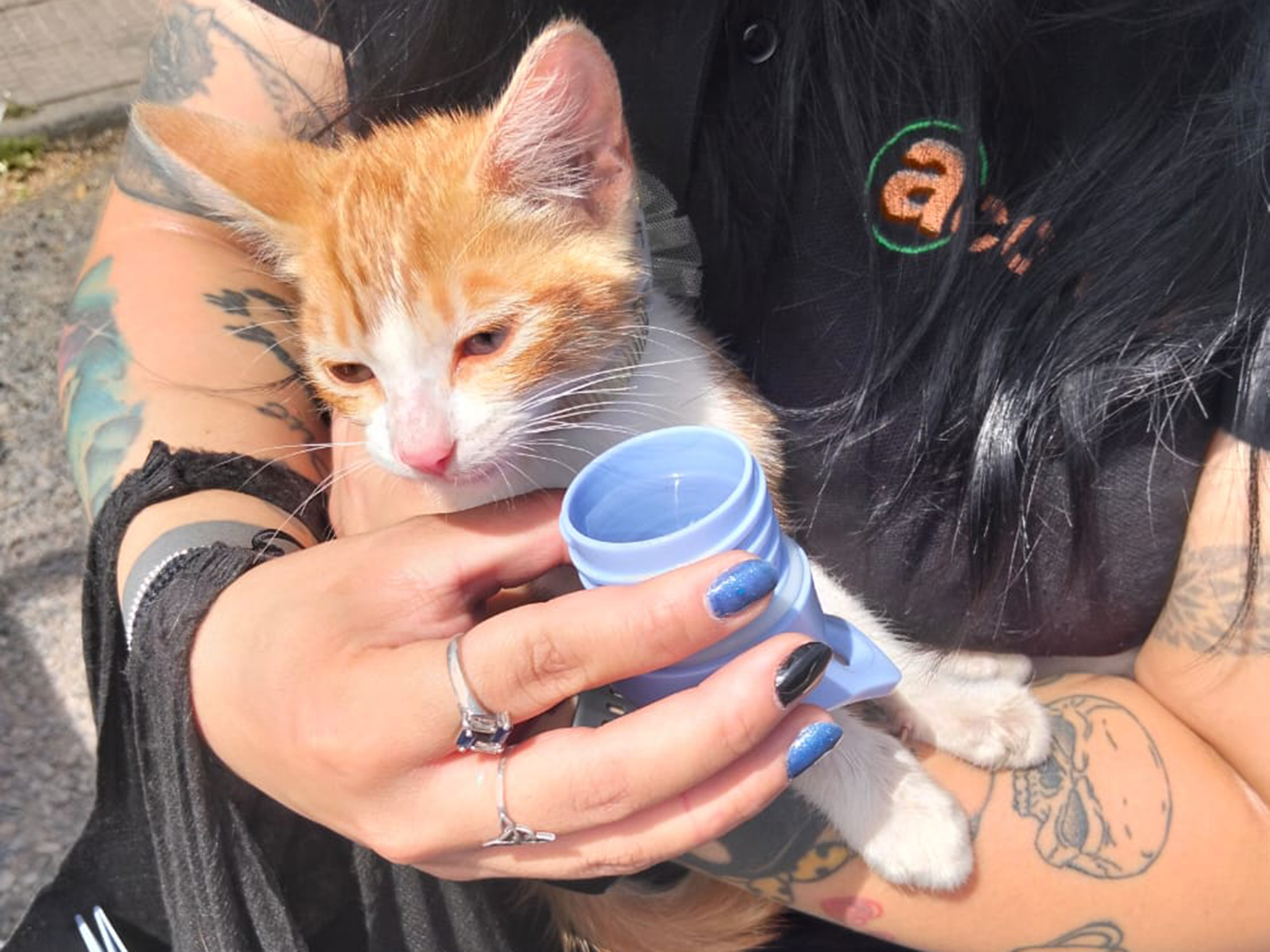 Indignación en Chillán: gato casi muere tras ser dejado dentro de un vehículo