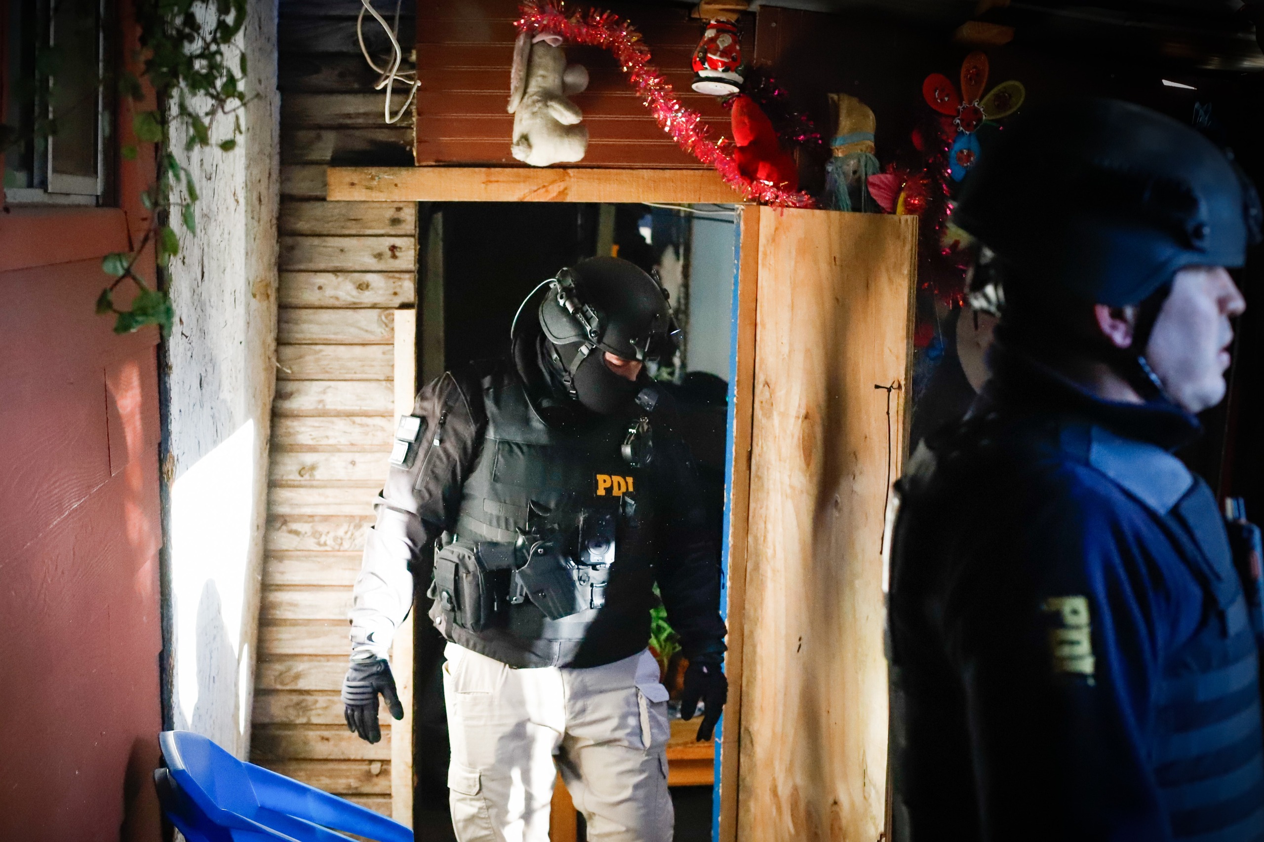 PDI allana vivienda en Ñuble y encuentra cultivo ilegal de cannabis