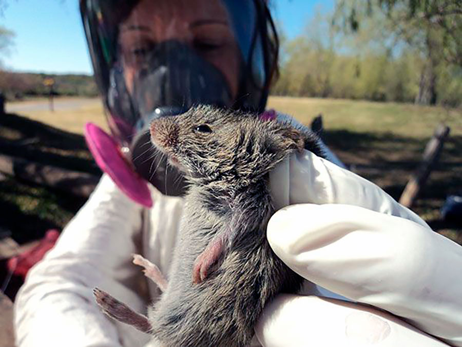 Confirman quinto caso de Hantavirus en Ñuble y alertan por peligrosa alza
