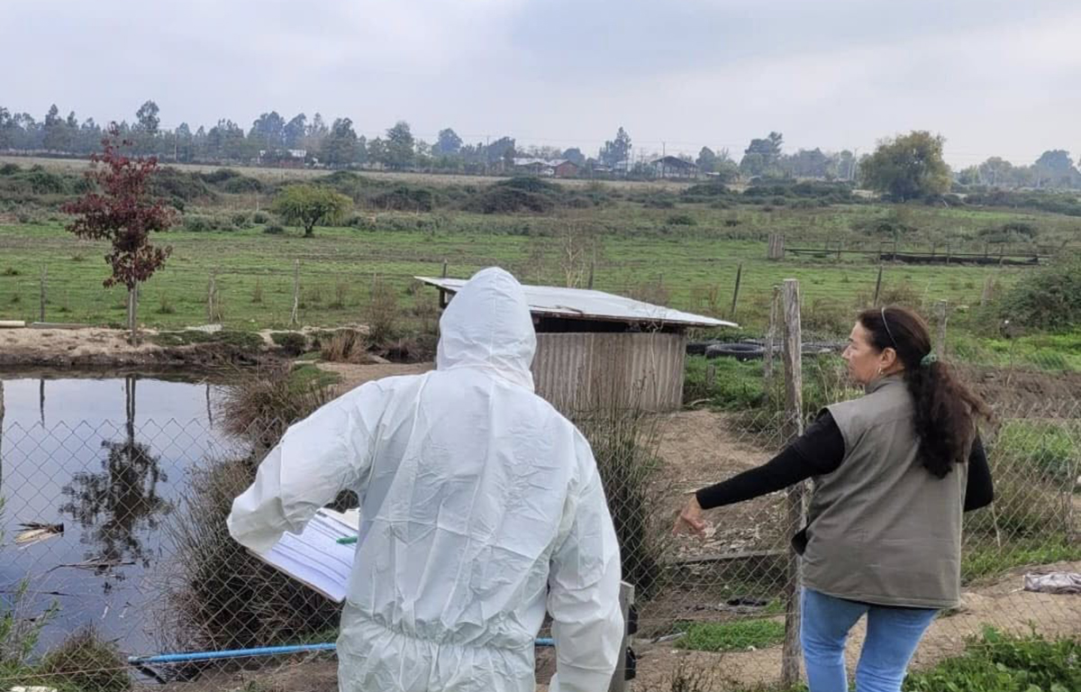 Confirman cuatro casos de gripe aviar en Ñuble y activan vigilancia sanitaria en tres comunas