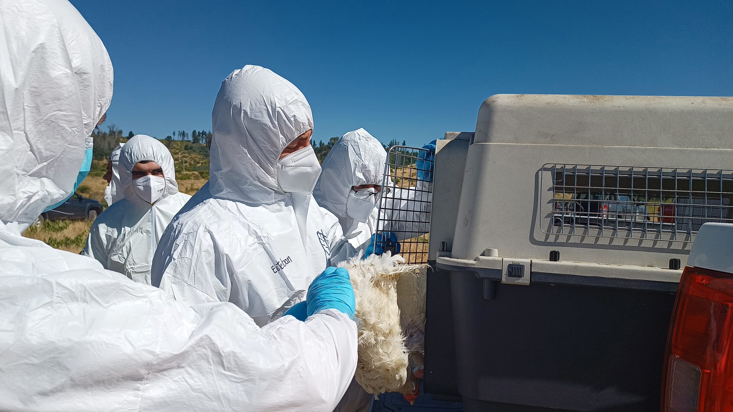 Virus mortal llega a Ñuble y activa protocolos inmediatos