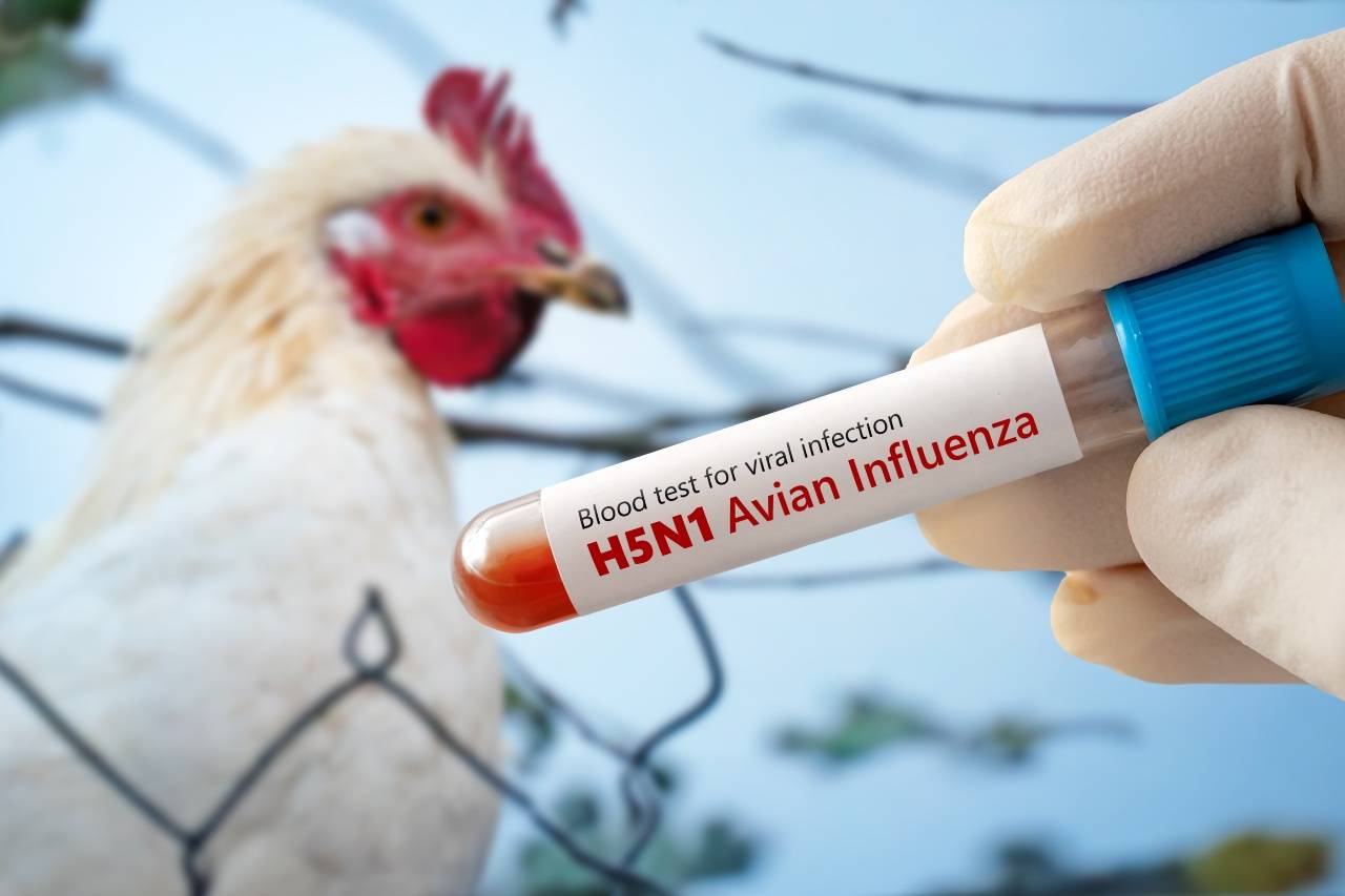 Ñuble en alerta por gripe aviar: declaran emergencia zoosanitaria en toda la región