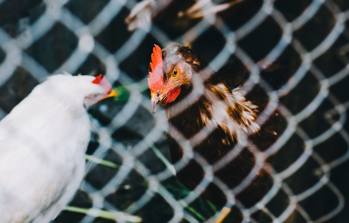 China prohíbe carne de pollo chilena por gripe aviar