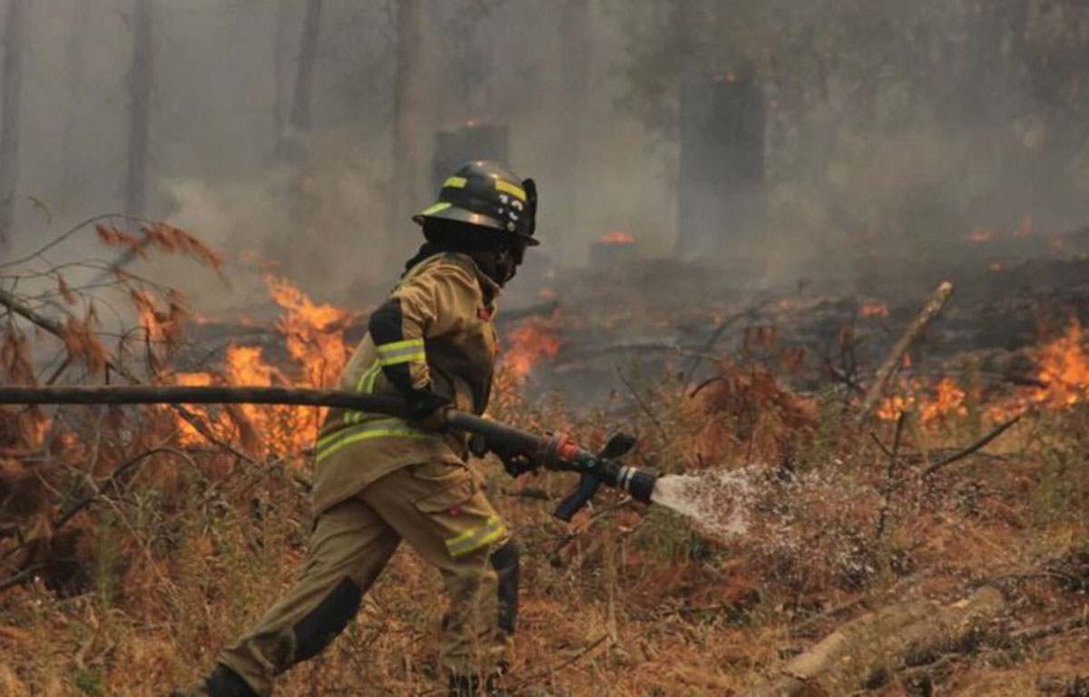 Temporada de incendios forestales genera mayor complejidad y obliga a reforzar prevención en Ñuble
