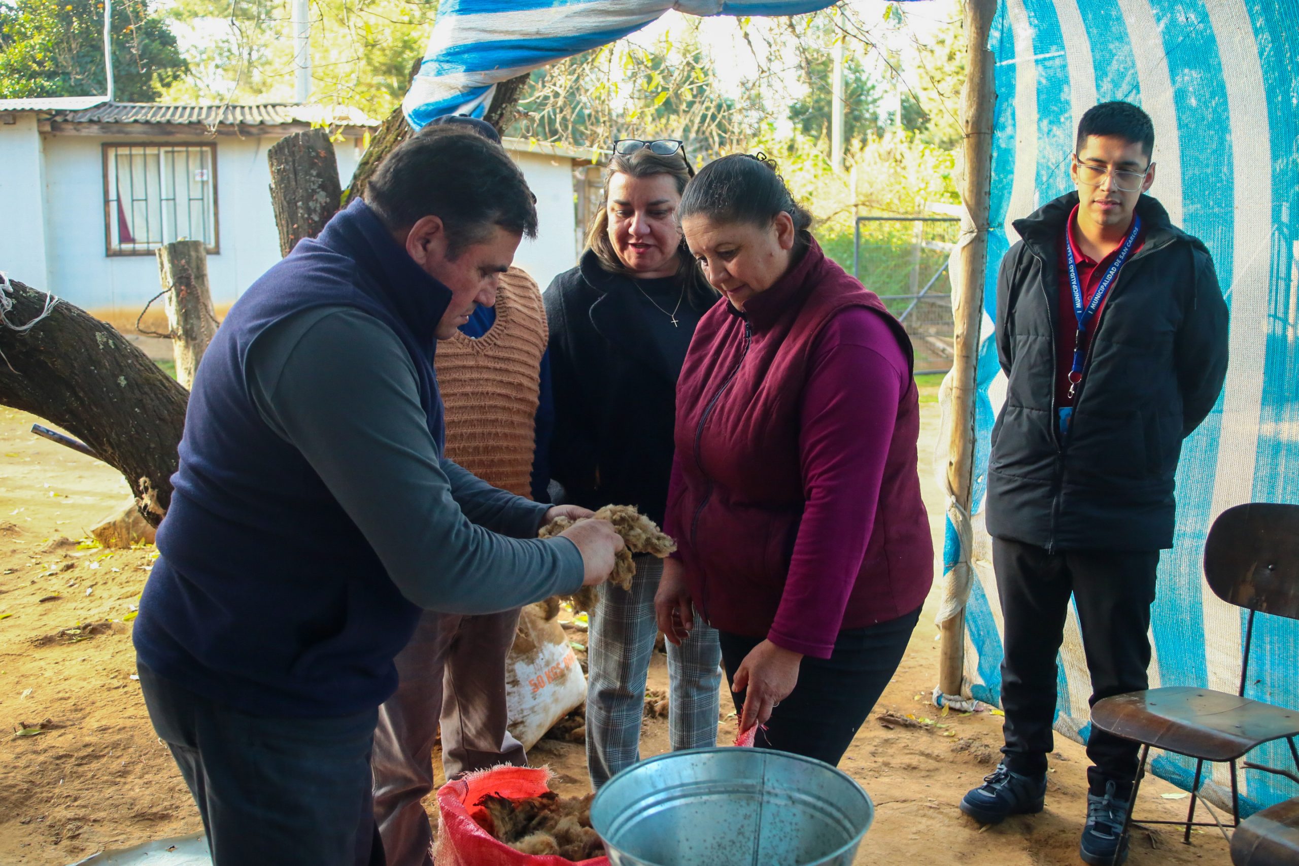 Proyecto pionero en el sur de Chile transforma lana de oveja en biofertilizantes naturales desde San Carlos