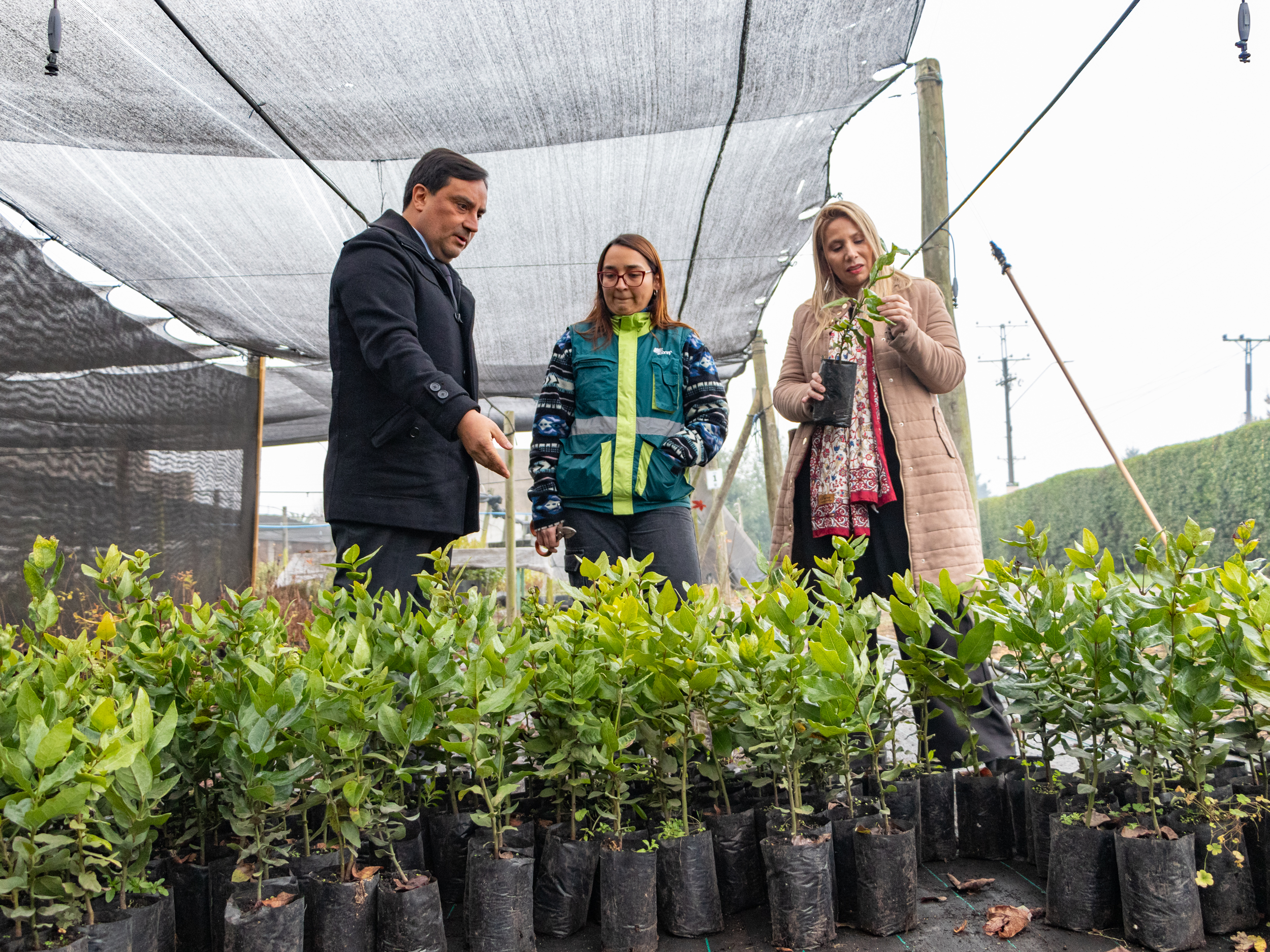 Programa de Arborización ha distribuido más de 10 mil árboles en Ñuble.