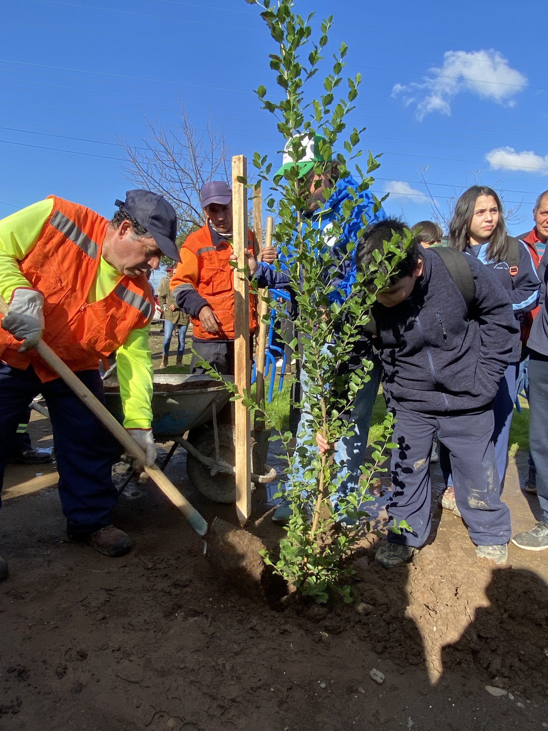 Programa Quiero Mi Barrio impulsa recuperación de áreas verdes con más de 300 árboles en Rucapequén