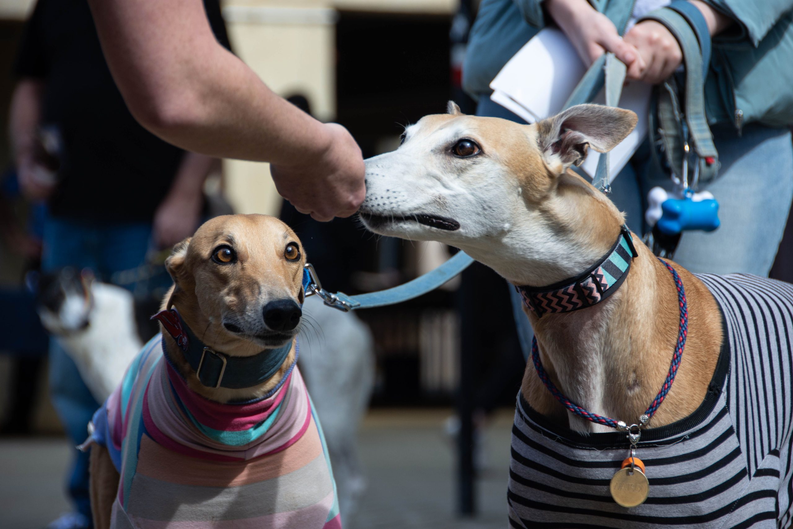 Congreso volverá a debatir prohibición de carreras de galgos.