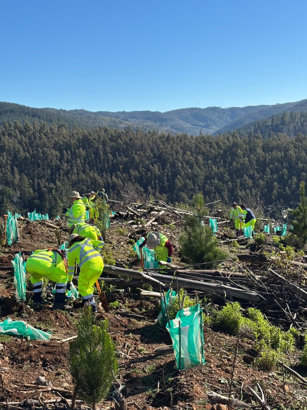 Programa de Emergencia de Empleo de CONAF realizó jornada de plantación de árboles nativos en Quirihue.