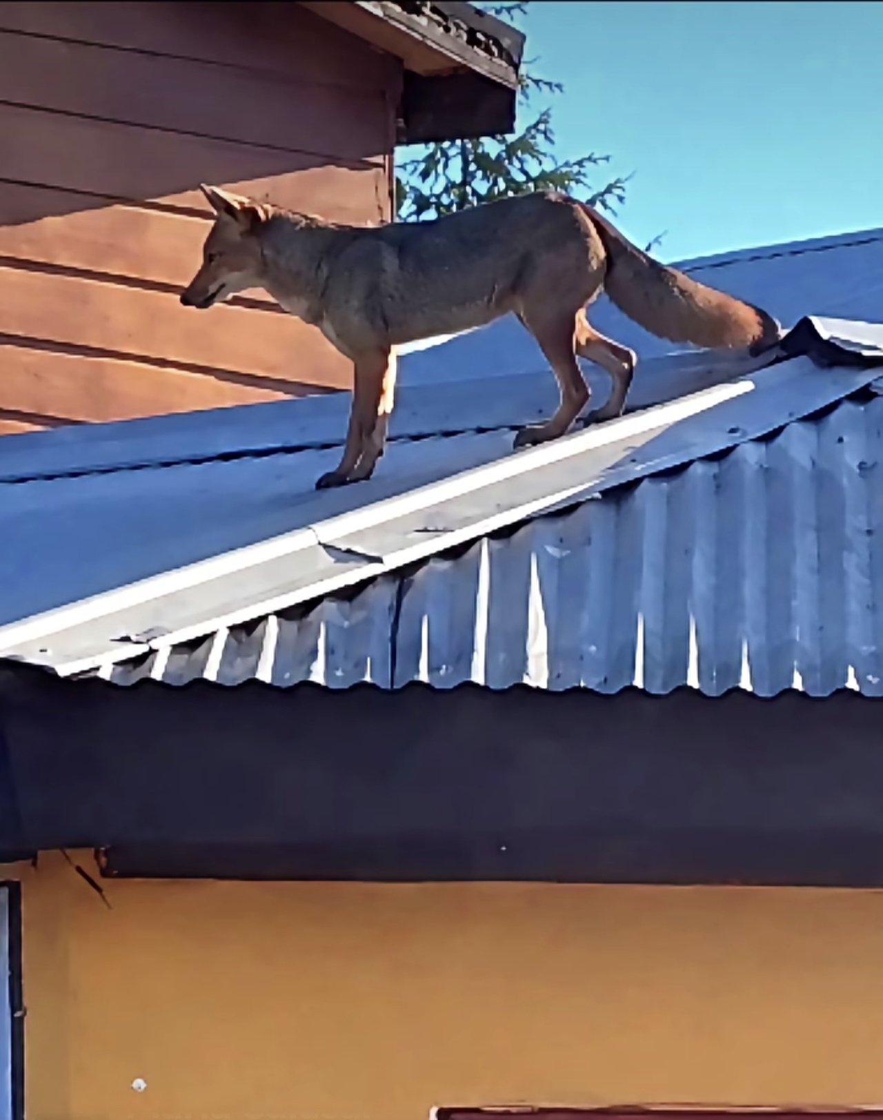 Zorro culpeo en Ñipas activó Código Rojo SAG